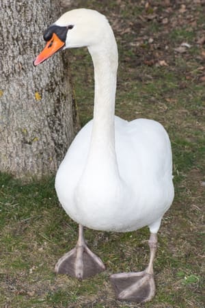 Tiere aus dem „Tümpel“